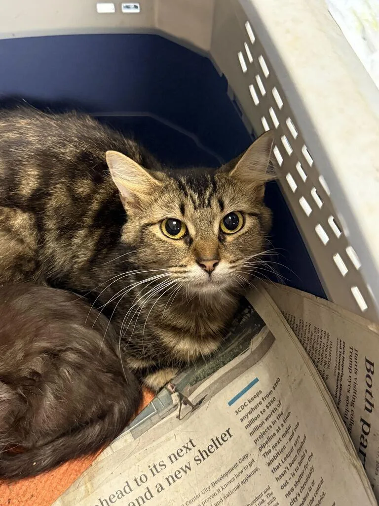 An adult small-sized female Tabby (Brown / Chocolate) Domestic Short Hair cat named Damia for adoption in Cincinnati, OH