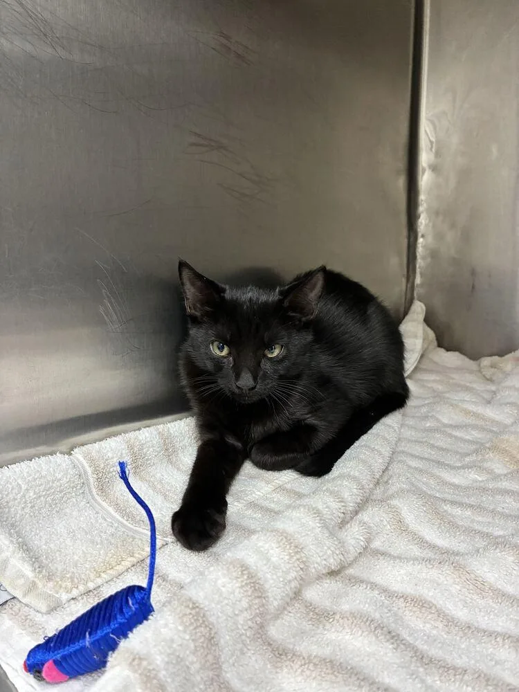 A baby small-sized male Black Domestic Short Hair cat named Starfire for adoption in Marietta, GA