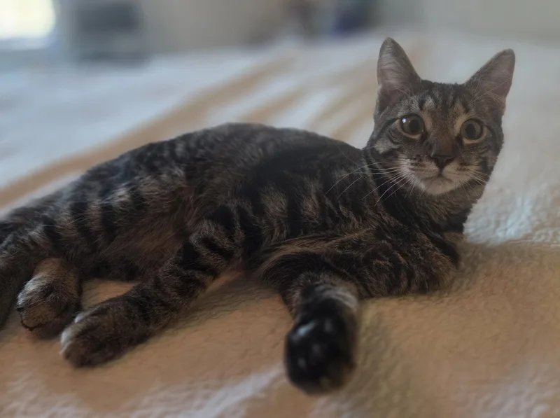 Special K thumbnail 2