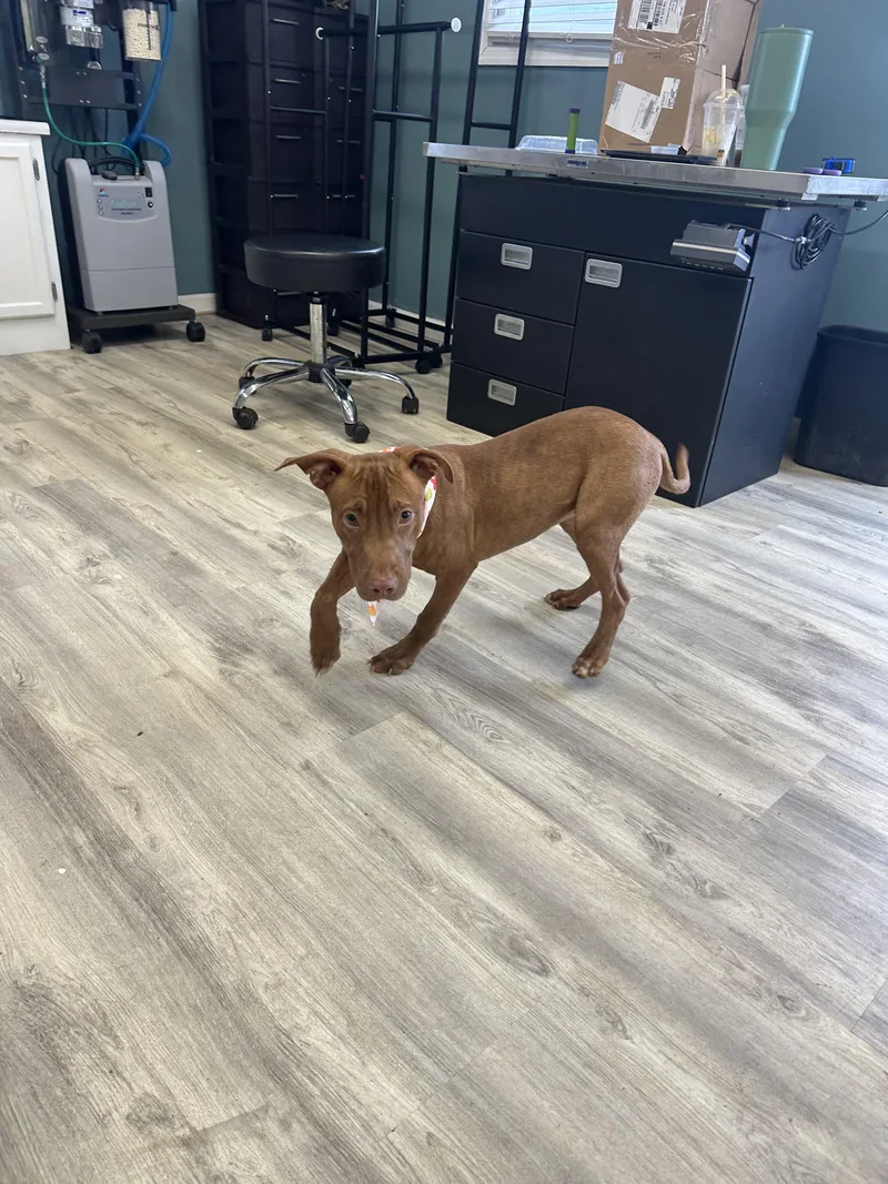 A young medium-sized female Brindle Mixed Breed dog named Flower for adoption in PHILADELPHIA, TN