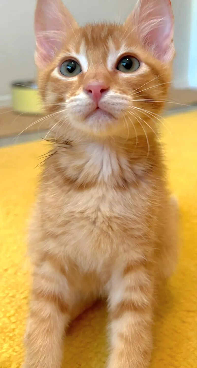 A baby medium-sized male Tabby (Orange / Red) Domestic Short Hair cat named Dove for adoption in Beaverton, OR