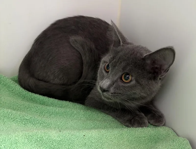 A baby medium-sized female Gray / Blue / Silver Domestic Short Hair cat named Gertie for adoption in Rochester, IN