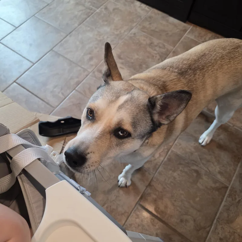 An adult large-sized male Husky dog named Sabre CL for adoption in Kansas City, MO