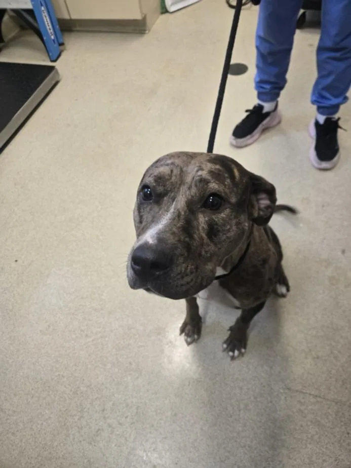 A young large-sized female Catahoula Leopard Dog dog named Chicago for adoption in Hagerstown, MD