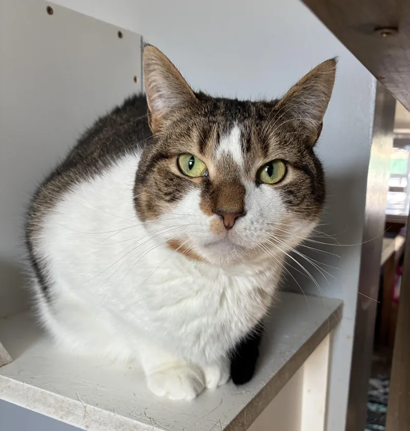 A young small-sized female Tabby (Tiger Striped) Domestic Short Hair cat named Bashful for adoption in Breinigsville, PA