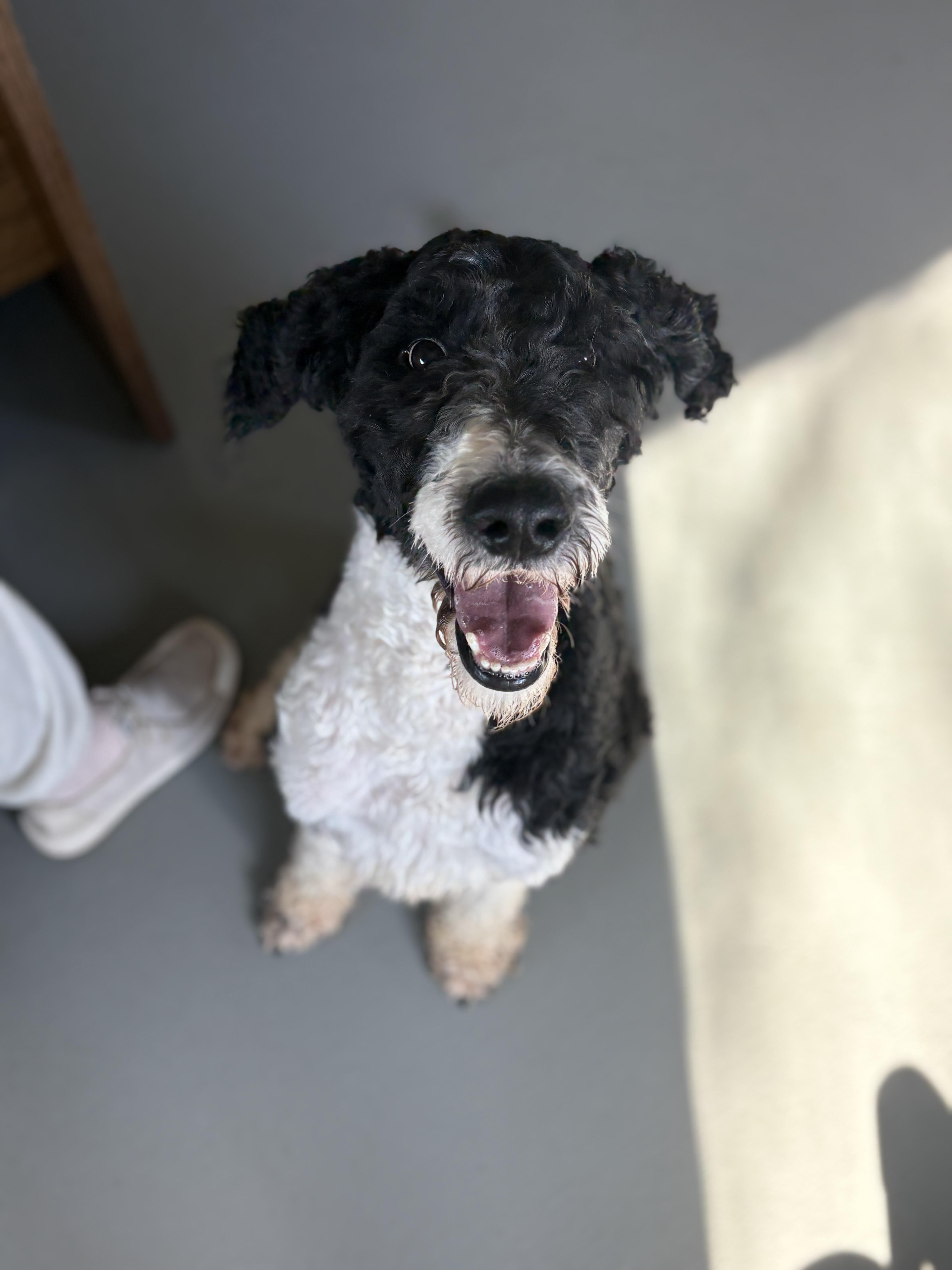 A young medium-sized male Labradoodle dog named Archibald for adoption in Zimmerman, MN