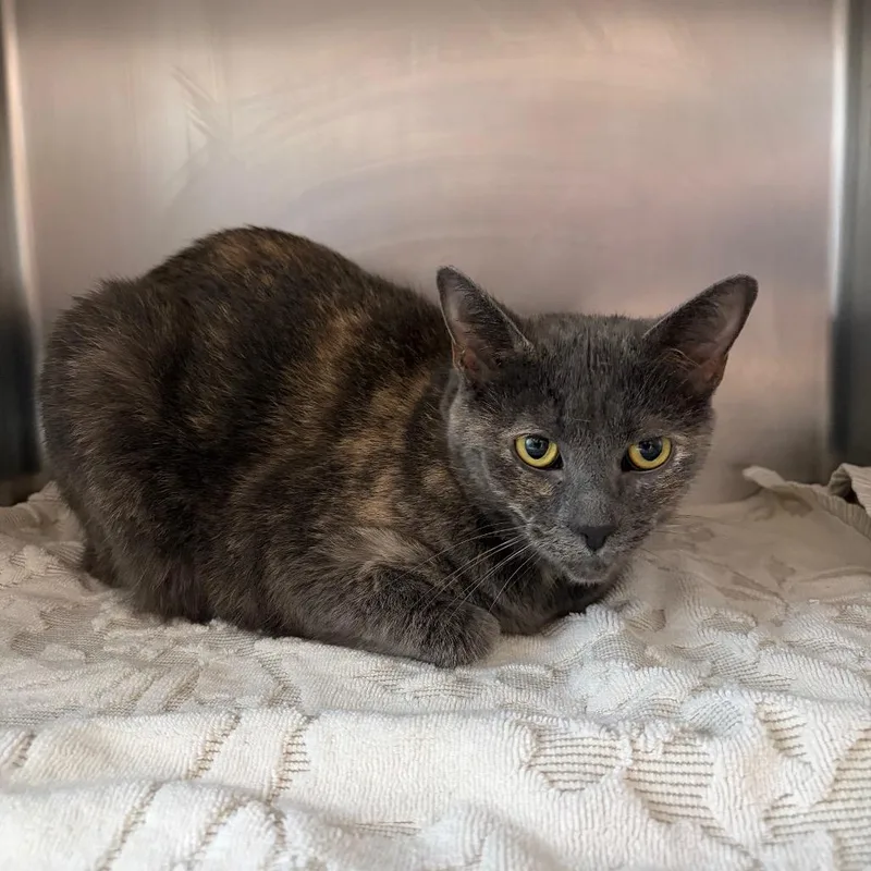 An adult large-sized female Tortoiseshell Domestic Medium Hair cat named Shy for adoption in Council Bluffs, IA
