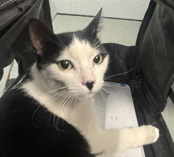 A young medium-sized female Domestic Short Hair cat named Halloweentown for adoption in Ridgewood, NY
