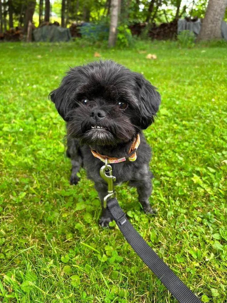 Buddy