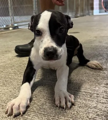 A baby large-sized male Mixed Breed dog named Ludlow for adoption in Savannah, GA