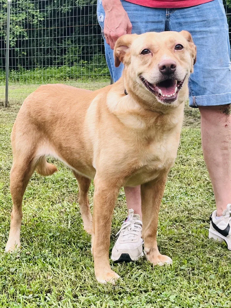 A young medium-sized female Mixed Breed dog named Dijon for adoption in Chatsworth, GA