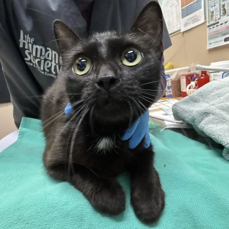 An adult medium-sized female Black Domestic Short Hair cat named Marie for adoption in Tacoma, WA