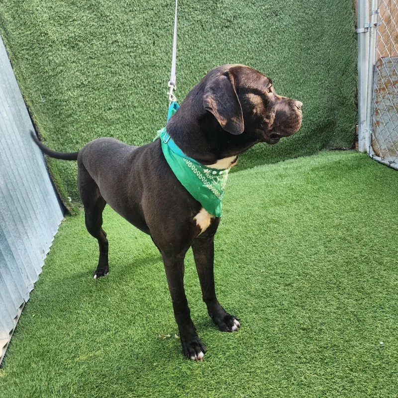 Babe Ruth thumbnail 2