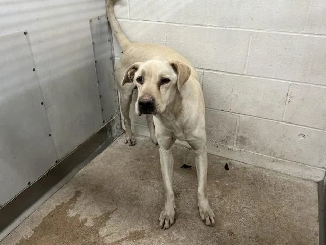 An adult large-sized male Labrador Retriever dog named Maverick for adoption in San Bernardino, CA