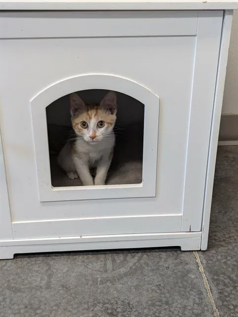 A baby small-sized male Domestic Short Hair cat named Clyde for adoption in Brunswick, GA