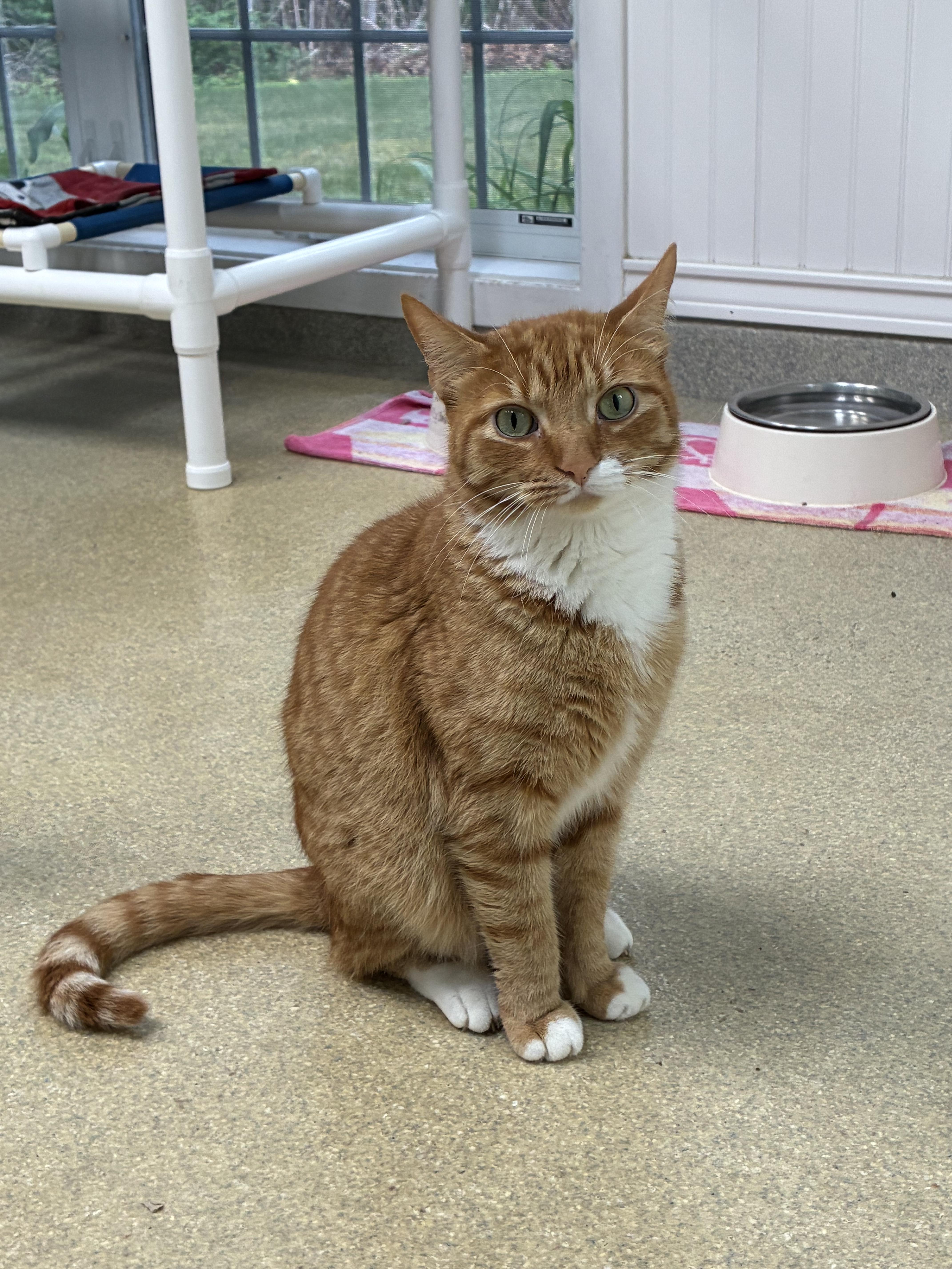 An adult medium-sized male Orange & White Domestic Short Hair cat named Snickerdoodle for adoption in Westbrook, CT