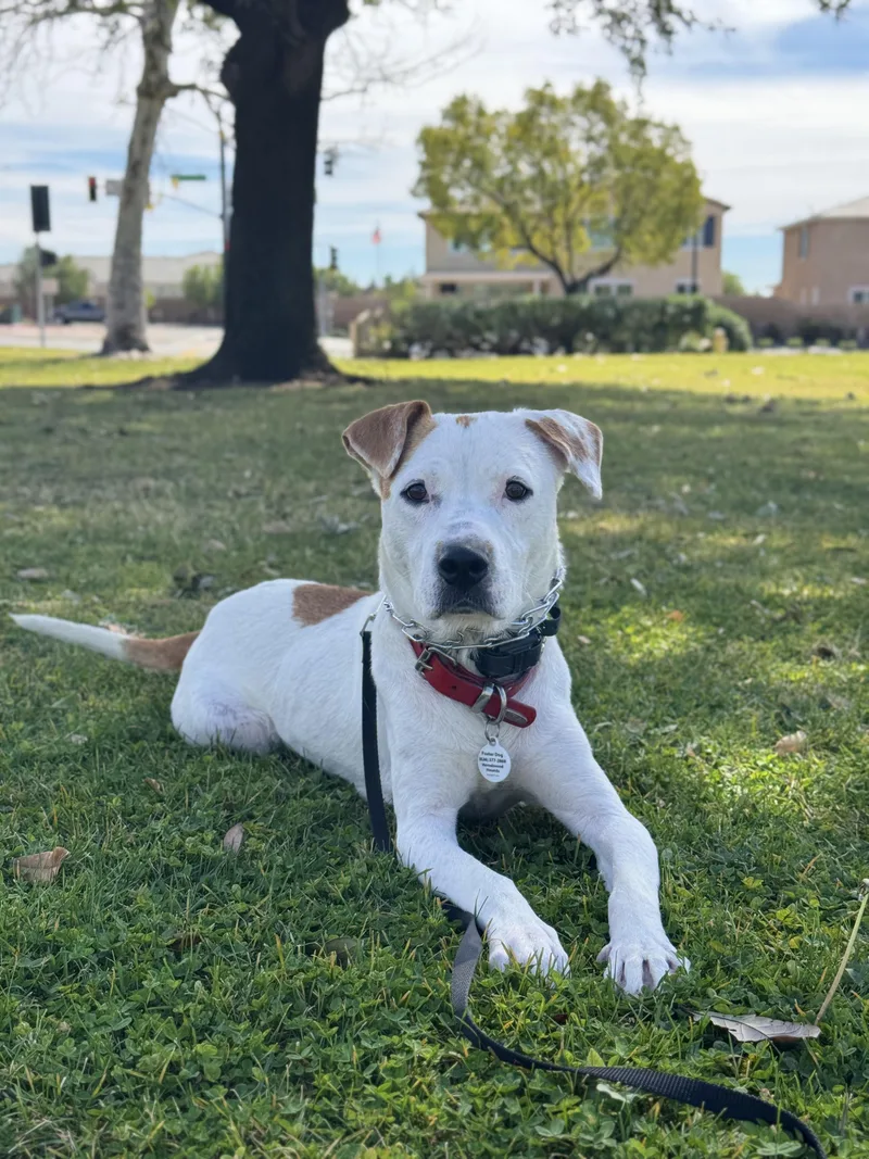 A young medium-sized female Tricolor (Brown, Black, & White) Pit Bull Terrier dog named Capri for adoption in San Diego, CA