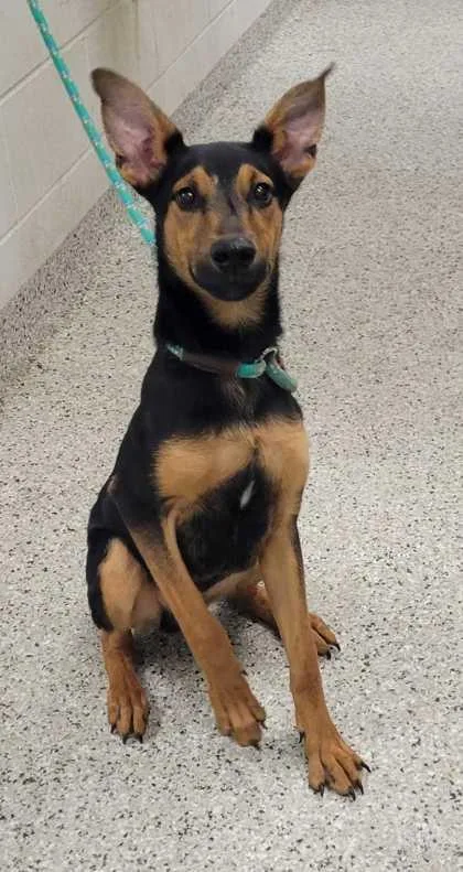 A young medium-sized male Black Mixed Breed dog named String Bean for adoption in Kansas City, MO