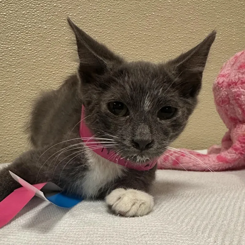 A baby small-sized female Gray / Blue / Silver Domestic Short Hair cat named Emily Elizabeth for adoption in Santa Barbara, CA