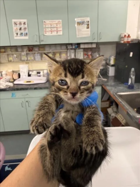 A baby small-sized male Brown / Chocolate Domestic Short Hair cat named Bean for adoption in Woodland, CA