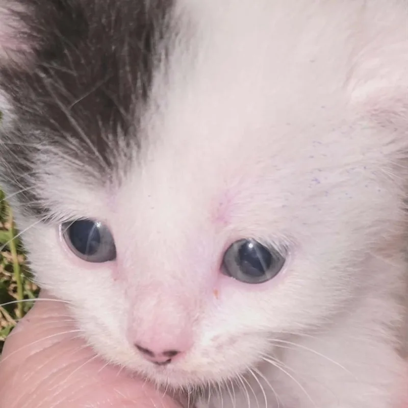 A baby small-sized female Domestic Short Hair cat named Banshee for adoption in New York, NY