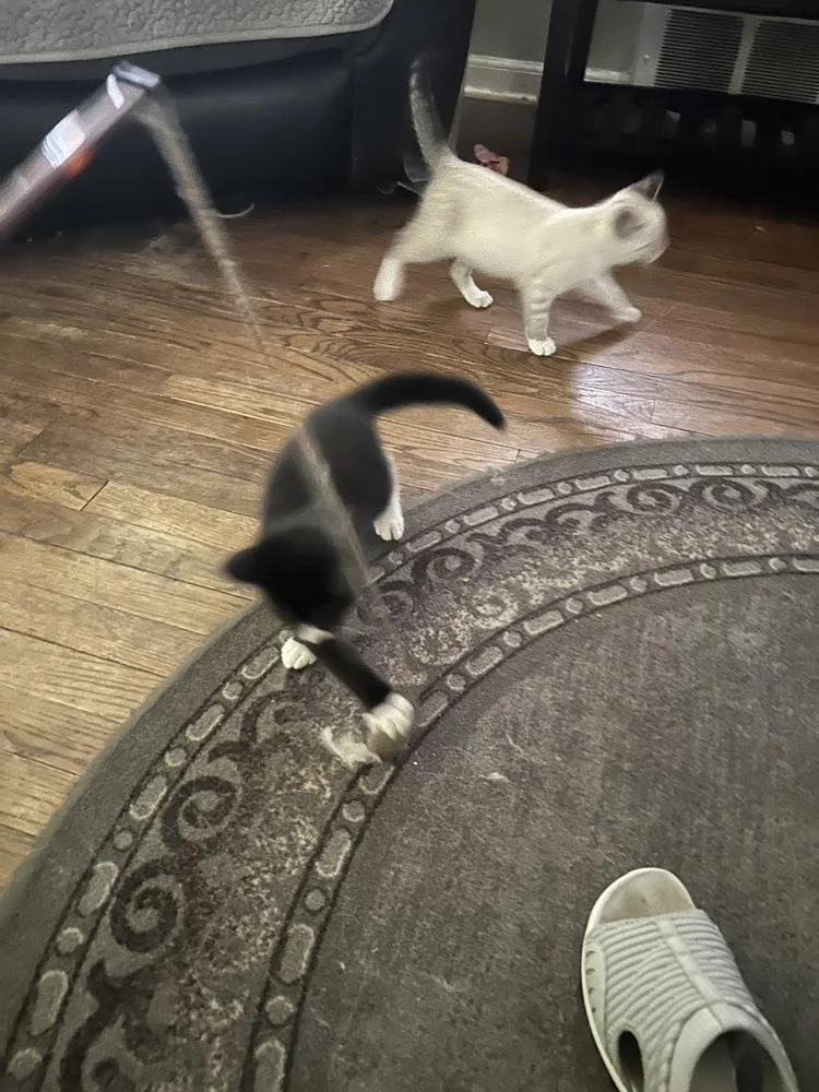 A baby small-sized male Domestic Short Hair cat named Simba for adoption in Lincoln Park, MI