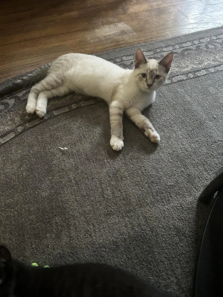 Simba thumbnail 2