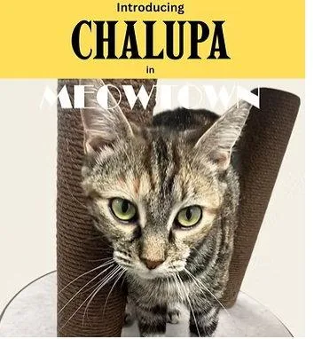An adult medium-sized female Domestic Short Hair cat named Chalupa for adoption in Herndon, VA