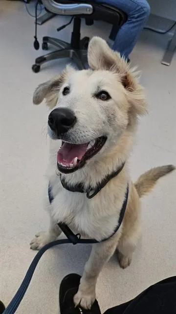 A young small-sized female Husky dog named Star for adoption in Paradise, CA
