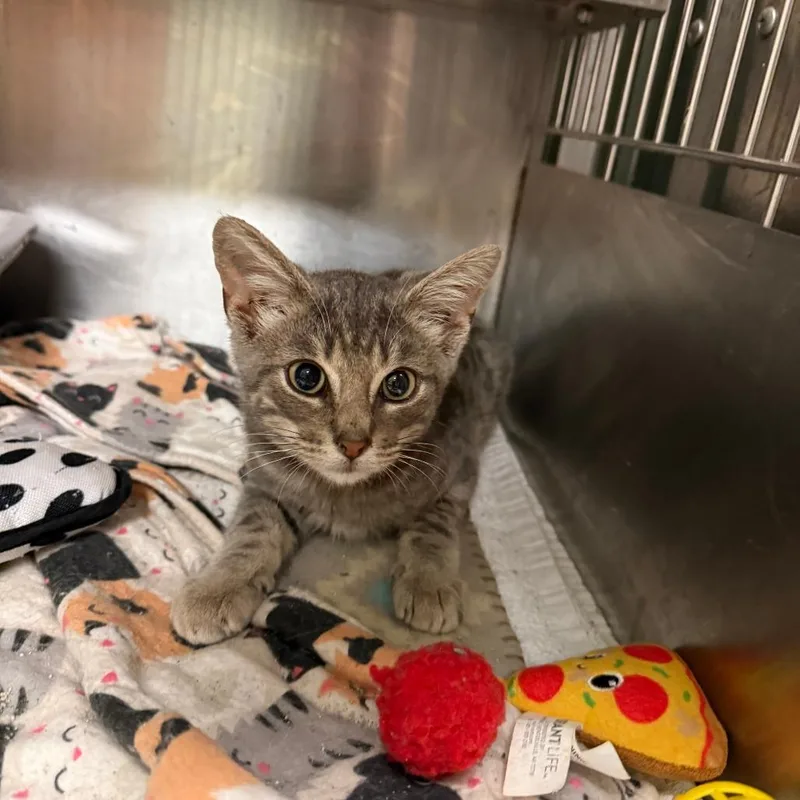 A baby small-sized male Gray / Blue / Silver Domestic Short Hair cat named Myron for adoption in Richmond, IN