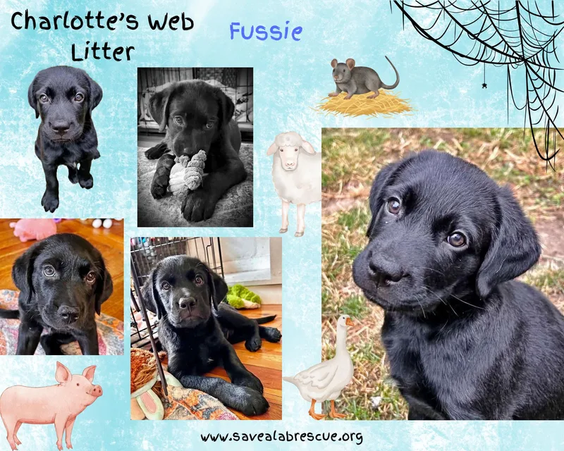 A baby large-sized male Black Labrador Retriever dog named Charlottes Web Litter for adoption in Middletown, RI