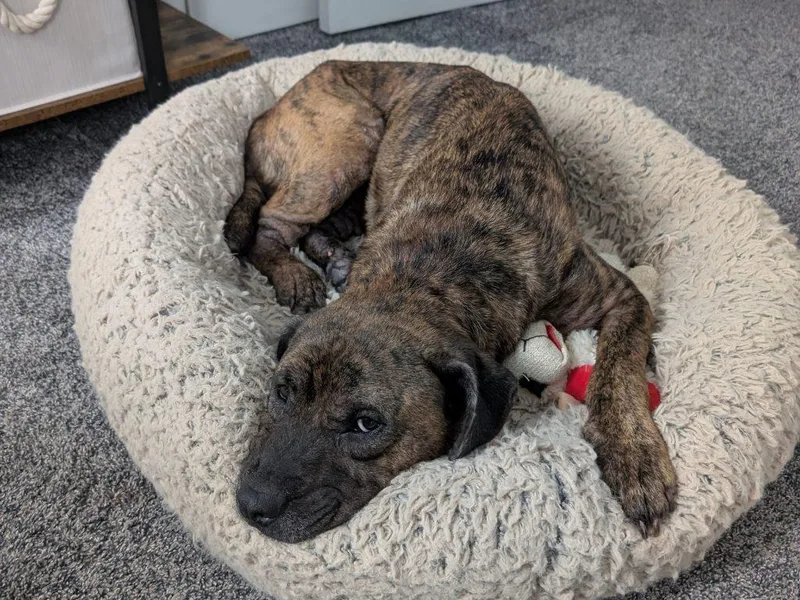 An adult medium-sized female Mixed Breed dog named Melinda for adoption in Durham, NC