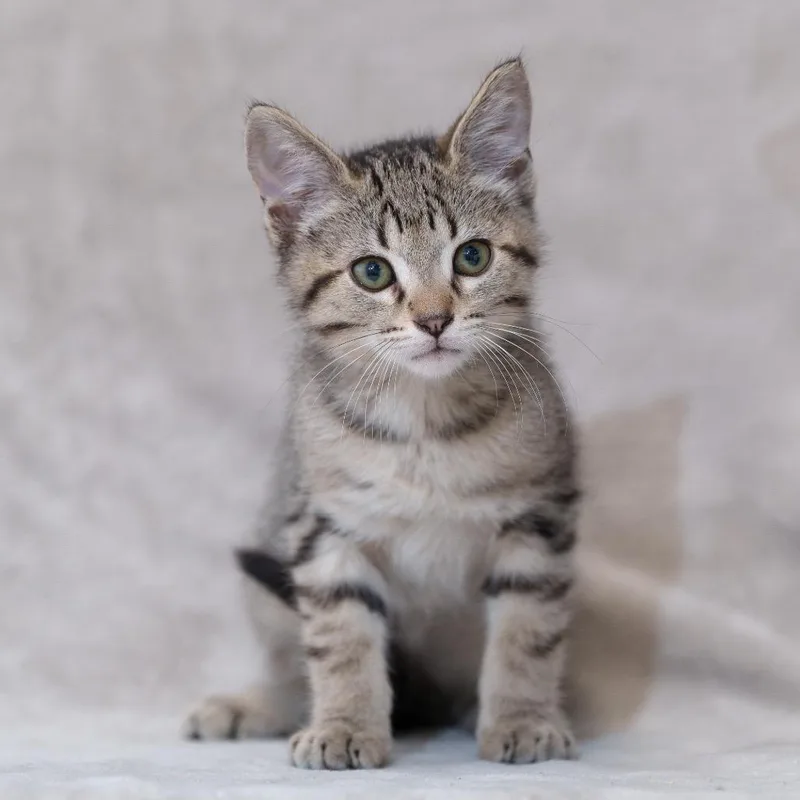 A baby small-sized male Brown / Chocolate Domestic Short Hair cat named Gabe for adoption in Sunnyvale, CA