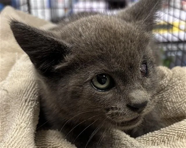 A baby small-sized male Domestic Short Hair cat named Wazowski for adoption in Ontario, CA