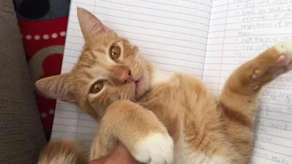 A senior small-sized male Domestic Short Hair cat named Mufasa for adoption in Honolulu, HI