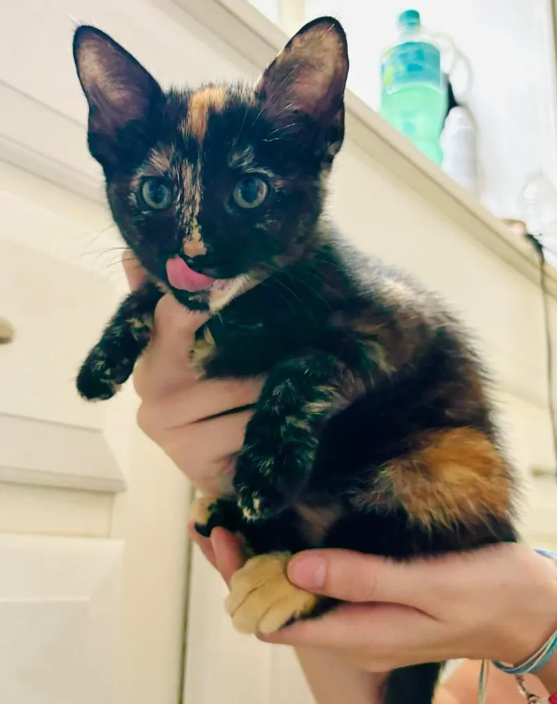 A baby medium-sized female Domestic Short Hair cat named Hocus for adoption in Claremore, OK