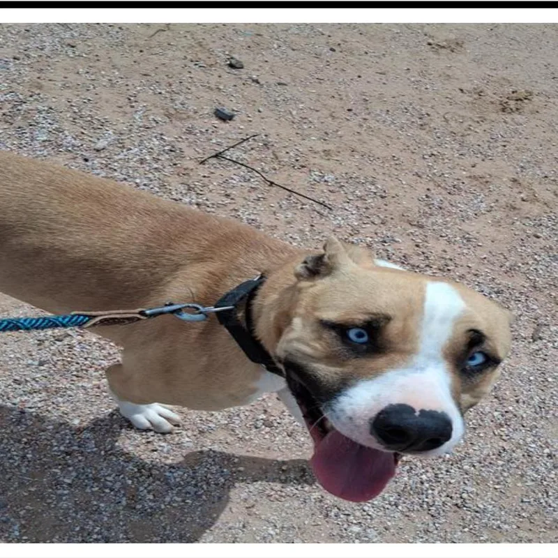 An adult medium-sized male Brown / Chocolate American Staffordshire Terrier dog named Rocky for adoption in Apache Junction, AZ