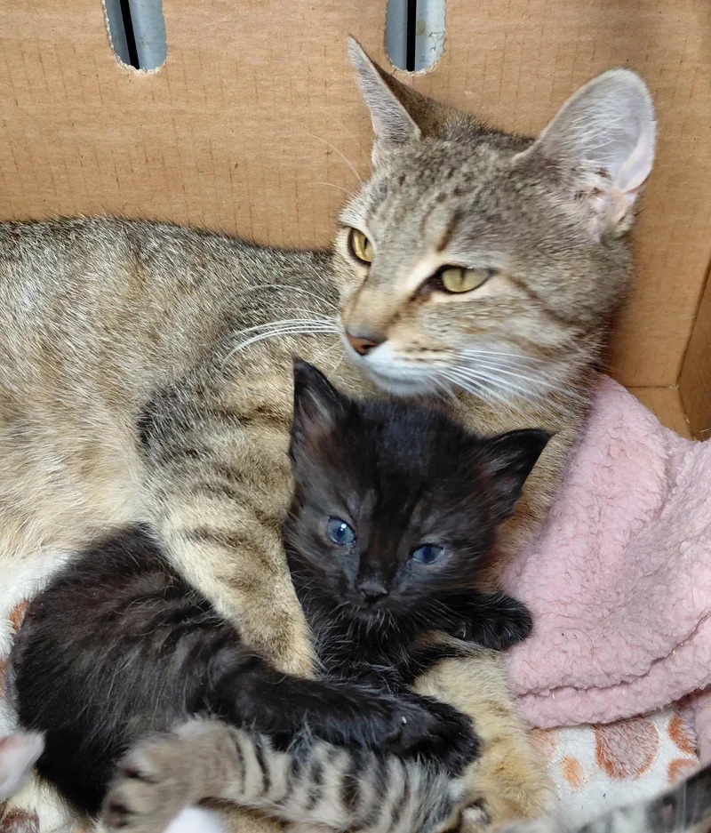 An adult medium-sized female Tabby (Tiger Striped) Domestic Short Hair cat named Honey Bunny for adoption in Bethpage, NY