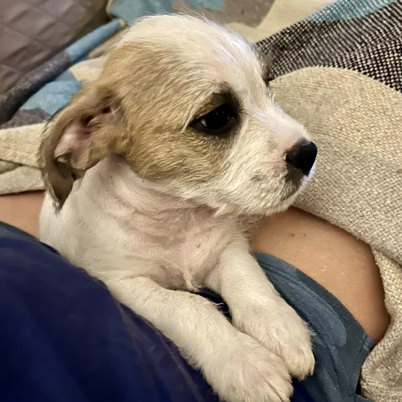 A baby medium-sized female White / Cream Border Terrier dog named Willow for adoption in Cordova, TN