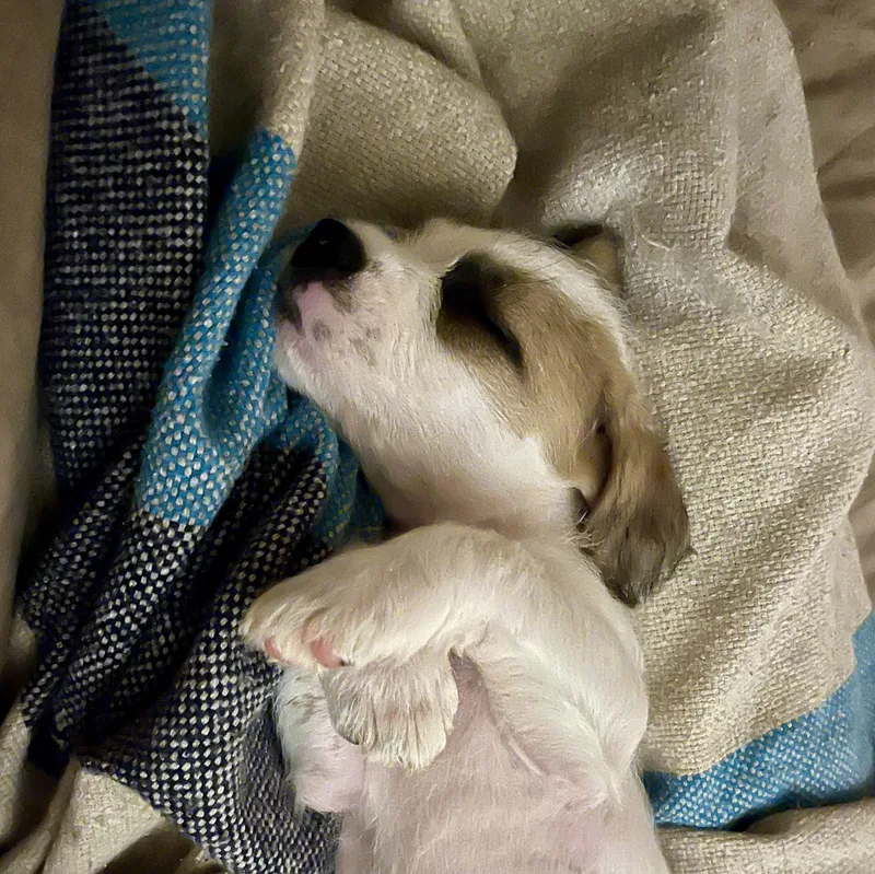Willow thumbnail 4