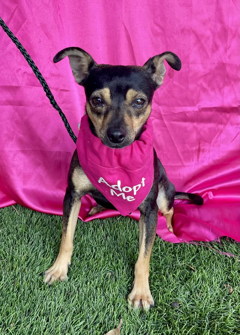 A young small-sized female Black Miniature Pinscher dog named Belle for adoption in Rowland Heights, CA