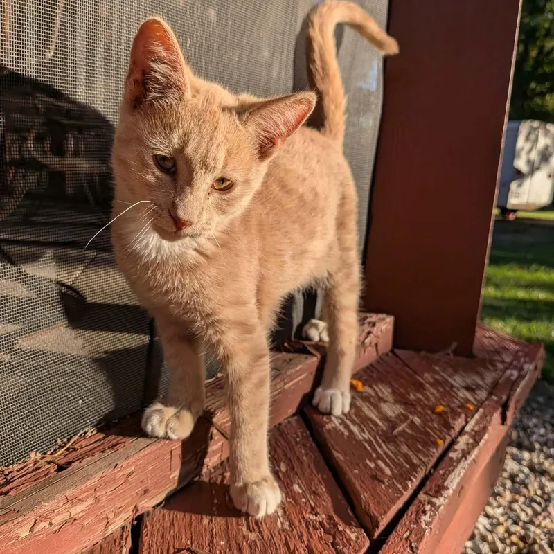 A baby medium-sized male Tabby (Orange / Red) Domestic Short Hair cat named Mittens for adoption in Mount Sterling, IL