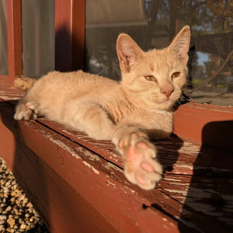 Mittens thumbnail 2