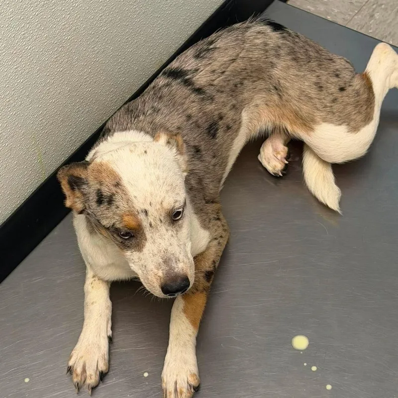 A young small-sized female White / Cream Australian Shepherd dog named Generic Brand Salt for adoption in Austin, TX