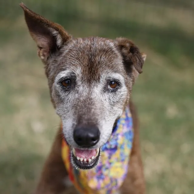 An adult medium-sized female Labrador Retriever dog named Max for adoption in San Antonio, TX