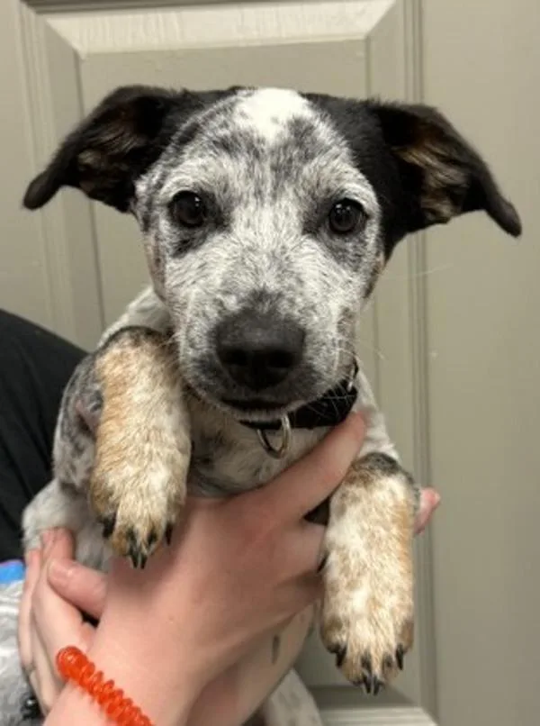 Petey