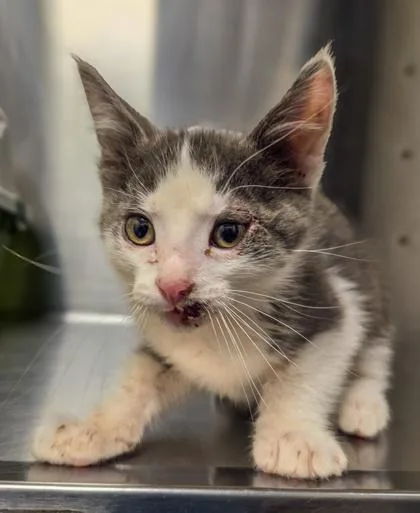 A baby small-sized male Domestic Short Hair cat named Hipphopopotamus for adoption in Fresno, CA