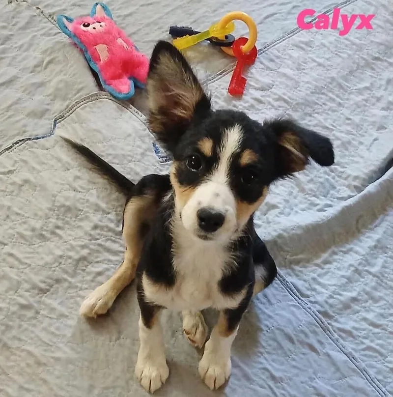 A baby small-sized female Mixed Breed dog named Calyx for adoption in Long Island City, NY