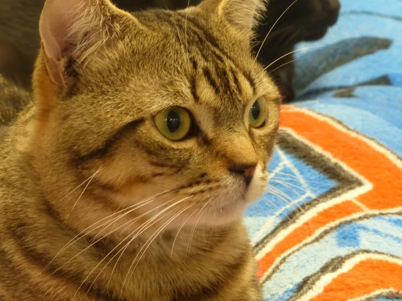 A young medium-sized male Domestic Short Hair cat named Mister for adoption in Ogdensburg, NY