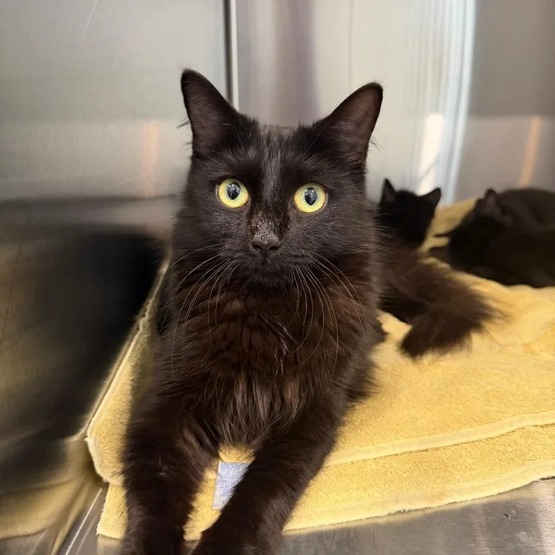 An adult medium-sized female Domestic Medium Hair cat named Yoko for adoption in Scituate, MA